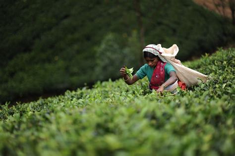 Sri Lanka Discovering Sri Lankas Tea Plantations Corinthian Travel