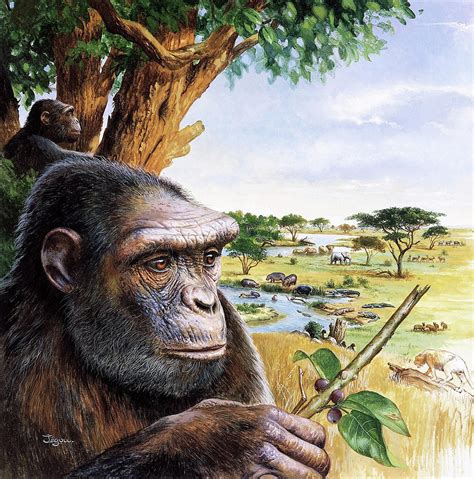 Early Hominid Photograph By Christian Jegou Publiphoto Diffusion Science Photo Library Fine