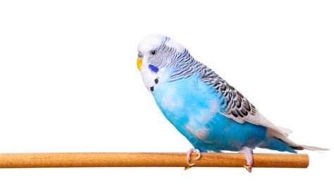 Budgerigar In A Blank Space With White Background Perfect For Animal