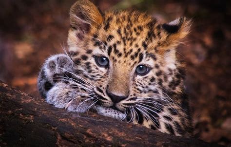 Baby Leopard Wallpapers Top Free Baby Leopard Backgrounds