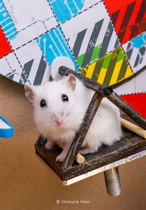 A Small White Hamster Sitting In A Wooden Chair On Top Of A Cardboard Box