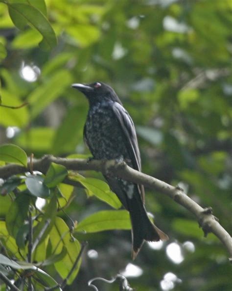 Crow Billed Drongo Dicrurus Annectens Birdweather