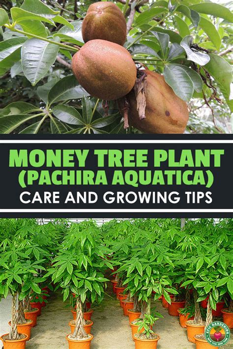 Take care of your money tree and it will take care of you! Money Tree Plant: Growing Healthy Pachira Aquatica | Epic Gardening