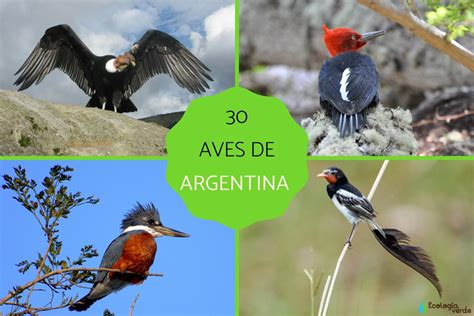 30 Aves De Argentina Guía De Nombres Características Y Fotos