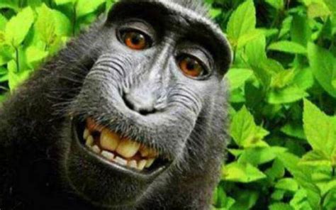 Imagens E Gifs De Macacos Comendo Banana Gifs E Imagens Animadas My