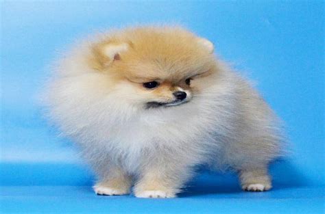 Pomerian dog in tamil/dogs/petstamila/tamil/pomerian dog price in india/foreign dog breeds/pomerian. Boo pomeranian dog price in india