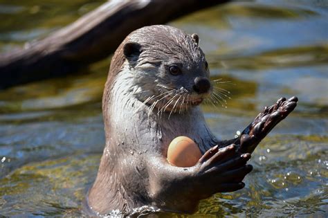 Otters Juggle But The Behaviors Function Remains Mysterious Smart