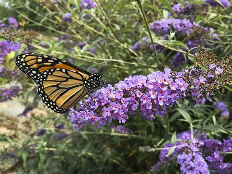 Monarch Butterfly On Purple Butterfly Bush Stock Photo Image Of