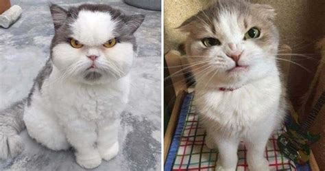 24 Moody Cats You Definitely Dont Dare To Mess With Paws Planet