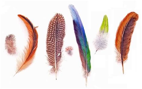 Être quelque chose dont qn peut être fier. Pin op Arrows & Feathers