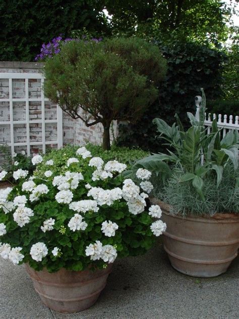May 05, 2021 · posted on last updated: Busy at Home: For a mass of white flowers all summer long ...