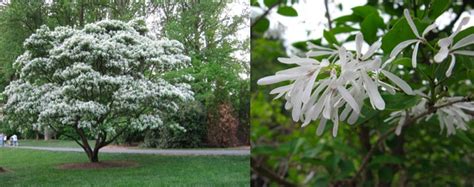 Chionanthus Retusus Chinese Fringe Tree Stonepocket Know What You