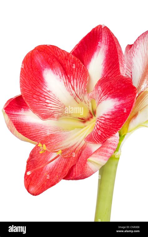 Close Up Of An Amaryllis Flower On A White Background Stock Photo Alamy