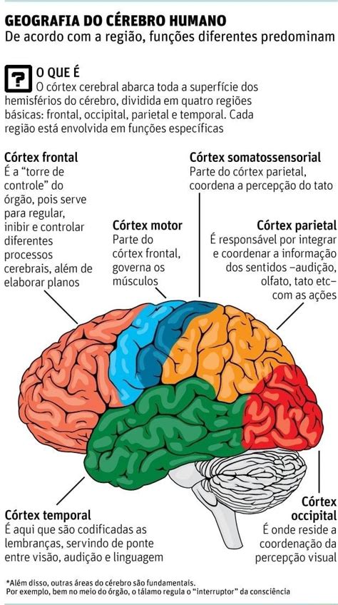 Geografia Do C Rebro Humano De Acordo Com A Regi O Fun Es Diferentes