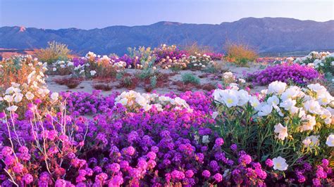 Super Bloom Of Wildflowers Days Away In Anza Borrego Desert Kpbs