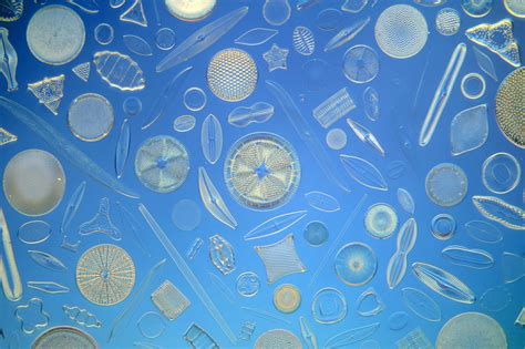 Under The Microscopic World Of Diatoms