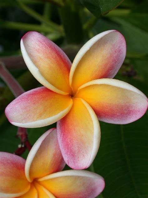 Maui plumeria gardens (doug) came highly recommended on a fb group and you went above and beyond! Plumeria 'Nebels Rainbow' | Plumeria flowers, Plumeria ...