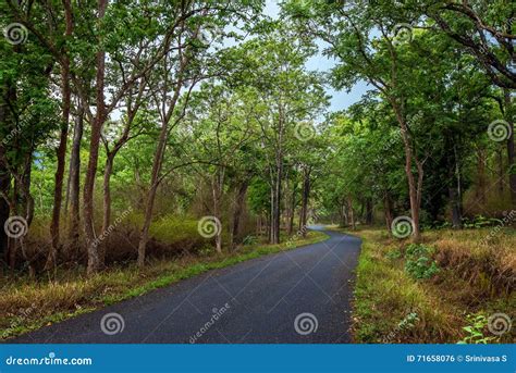 Winding Roads In A Forest Stock Photo Image Of Forest 71658076