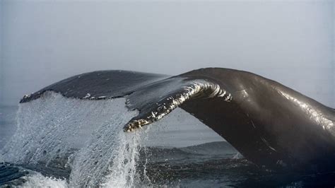 Les Baleines Restent Moins Longtemps Dans Le Fleuve Saint Laurent