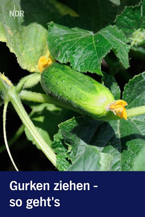 Schon seit dem spätmittelalter werden gurken (cucumis sativus) in deutschland kultiviert. Gurken pflanzen - im Beet oder auf dem Balkon in 2020 ...