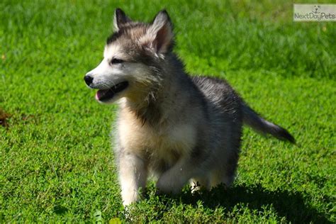 Vip puppies works with responsible alaskan malamute breeders across the united states. Alaskan Malamute puppy for sale near Fort Wayne, Indiana ...