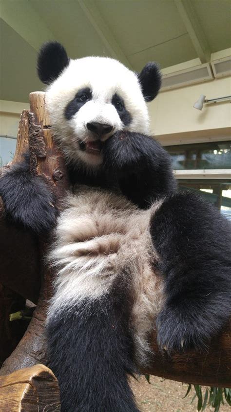 So In Love With Pandas ♥ Atlanta Zoo Panda Panda Bear