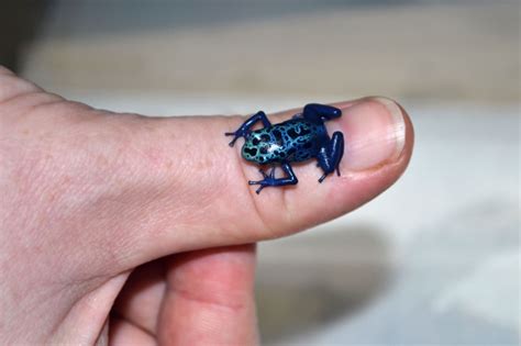 Poison Dart Frog 10 Most Dangerous Animals In The World