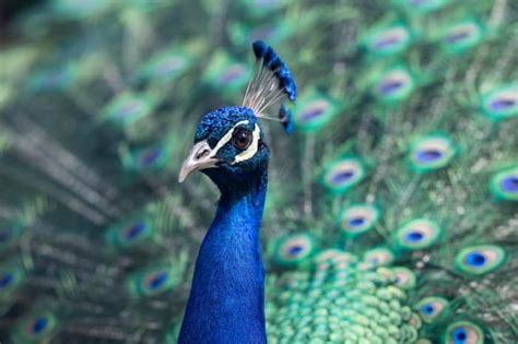 12 Most Beautiful Birds In India For Birdwatchers 2023 Hubpages