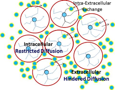 Complex Diffusion In A Tissue Schematic Drawing Of Water Diffusion In