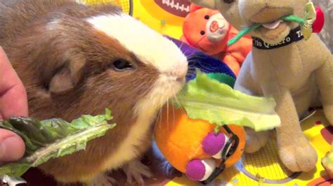 Very Cute Guinea Pigs Pet Eating Lettuce Cutest Animals As Pets Youtube