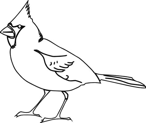 Cardinal Outline Clip Art At Clker Com Vector Clip Art Online Sketch Drawing Images Bird