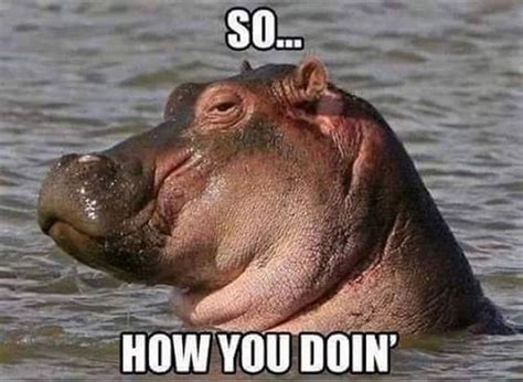 15 Hilarious Hippo Memes Cat Memes Animal Memes Funny Animals