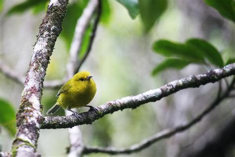Nesting Success Of Native And Introduced Forest Birds On The Island Of