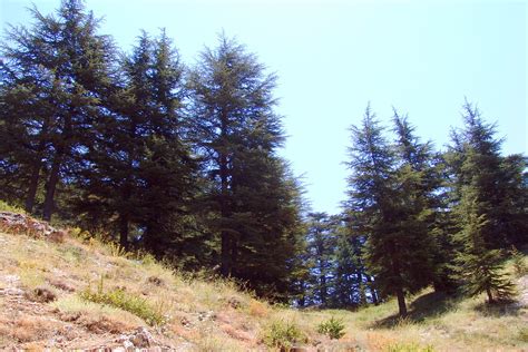 The Cedars Of Lebanon Al Arz Dsc07434 The Cedars Of Leba Flickr