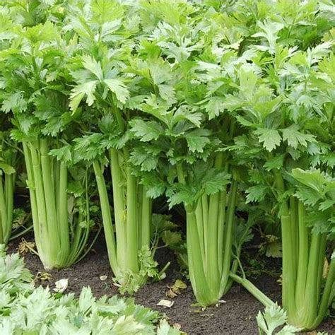 Celery Definition Of Celery