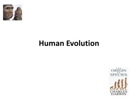 Ppt Human Evolution Powerpoint Presentation Free Download Id2589062