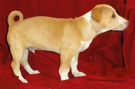 I mother dog with puppy image by phaedra wilkinson from fotolia.com. Basenji Rescue and Transport Blog: Little Dog Curly Tail