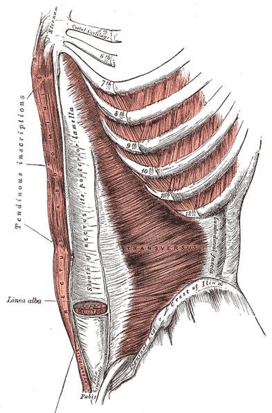 Fabian identifying the muscles and landmarks of the abdomen and chest. The Muscles and Fasciæ of the Abdomen - Human Anatomy