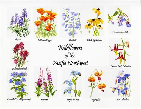 Wild Flowers Of The Pacific Northwest Poster By Sharon Freeman Wild
