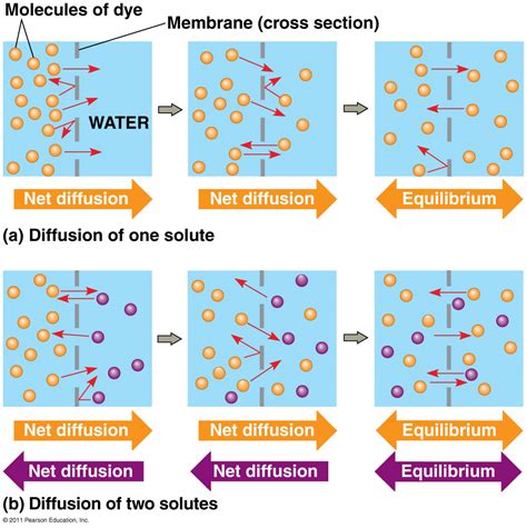 Part 1research How Do Cells Transport Molecules What Is Diffusion