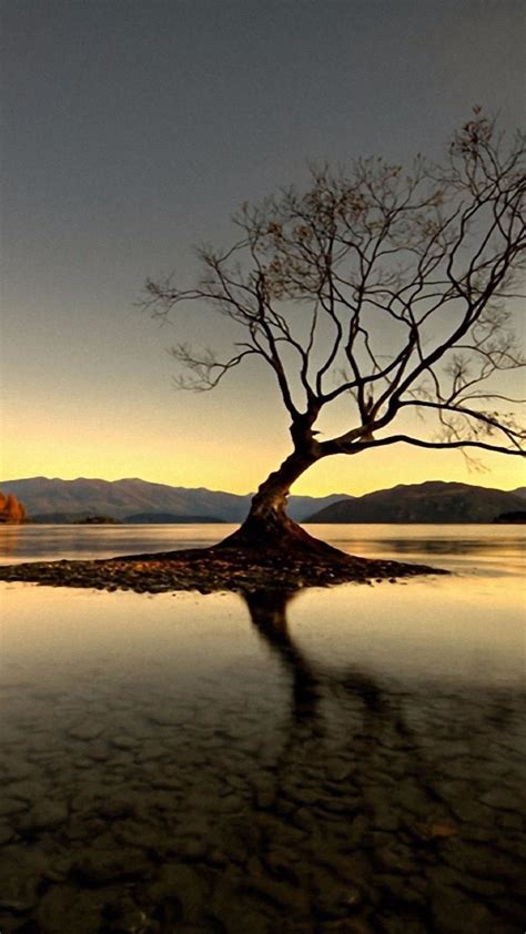 Lake Wanaka Lone Tree 4k Ultrahd Wallpaper Backiee