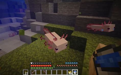 Minecraft Comment Apprivoiser Et élever Des Axolotls