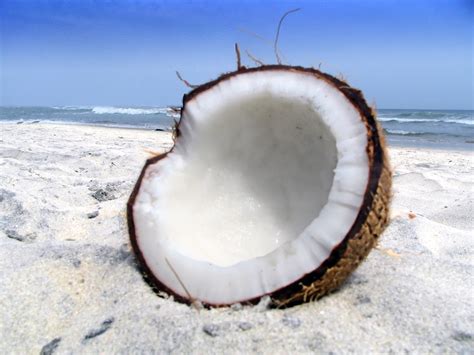 Coconut Wallpapers 59 Pictures