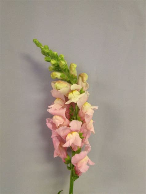 Snapdragon Aka Snap Tall Spike Of Multiple Blossoms On A Curvy Stem