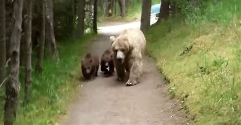 Watch Grizzly And Two Cubs Follow Hiker On Alaska Trail Gearjunkie