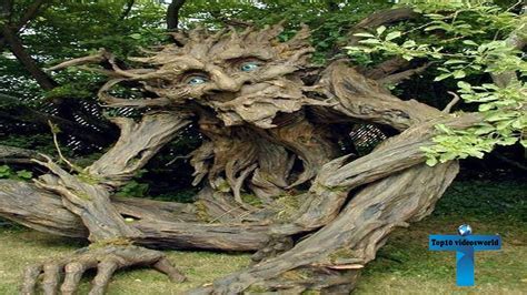 Recognized by ripley's believe it or not! World's Top 10 Oldest Trees - YouTube