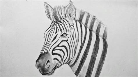 How To Draw A Realistic Zebra Time Lapse Drawing Of Zebra With Pencil