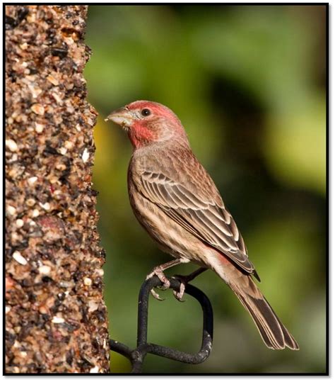 House Finches A Beautiful Introduction