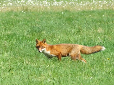 Renard Roux Vulpes Vulpes Biodiv Normandie Maine Parc And Géoparc