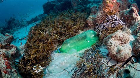 Plastic Pollution Is Killing Coral Reefs 4 Year Study